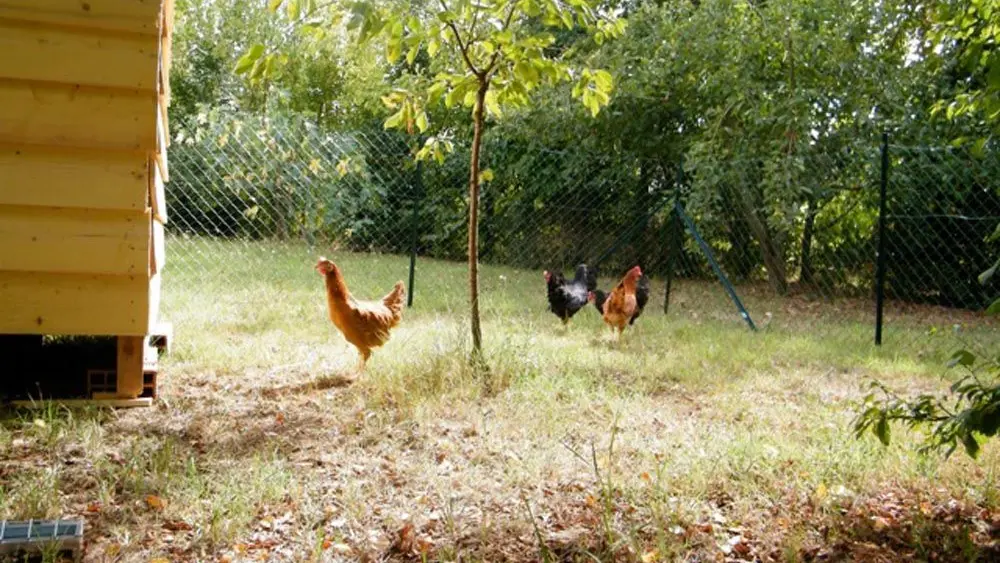 Poules dans un jardin verdoyant